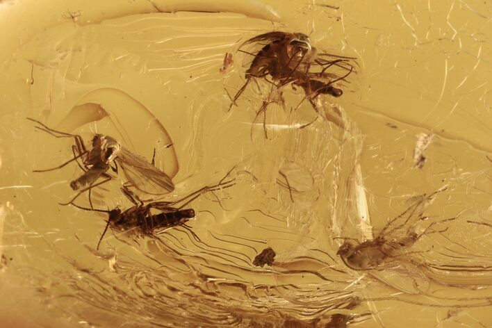 Fossil Fungus Gnat Swarm (Sciaridae) In Baltic Amber #270613